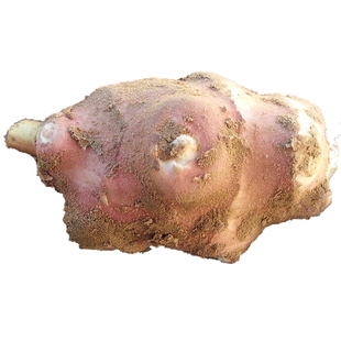 洋姜新鲜现挖当季脆甜水果姜鬼子姜不辣生吃菊芋凉拌田野红皮洋姜