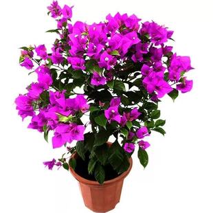 重瓣三角梅盆栽带花苞爬藤四季花卉开花室内阳台庭院好养易活绿植