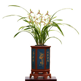 翁源兰花苗老种建兰四季峨眉大凤素带花浓香好养室内阳台花卉盆栽