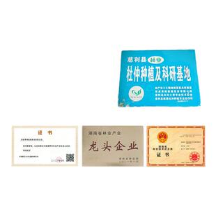 情有杜仲雄花茶张家界慈利杜仲老树强力男性硒绿原酸肝肾养生茶