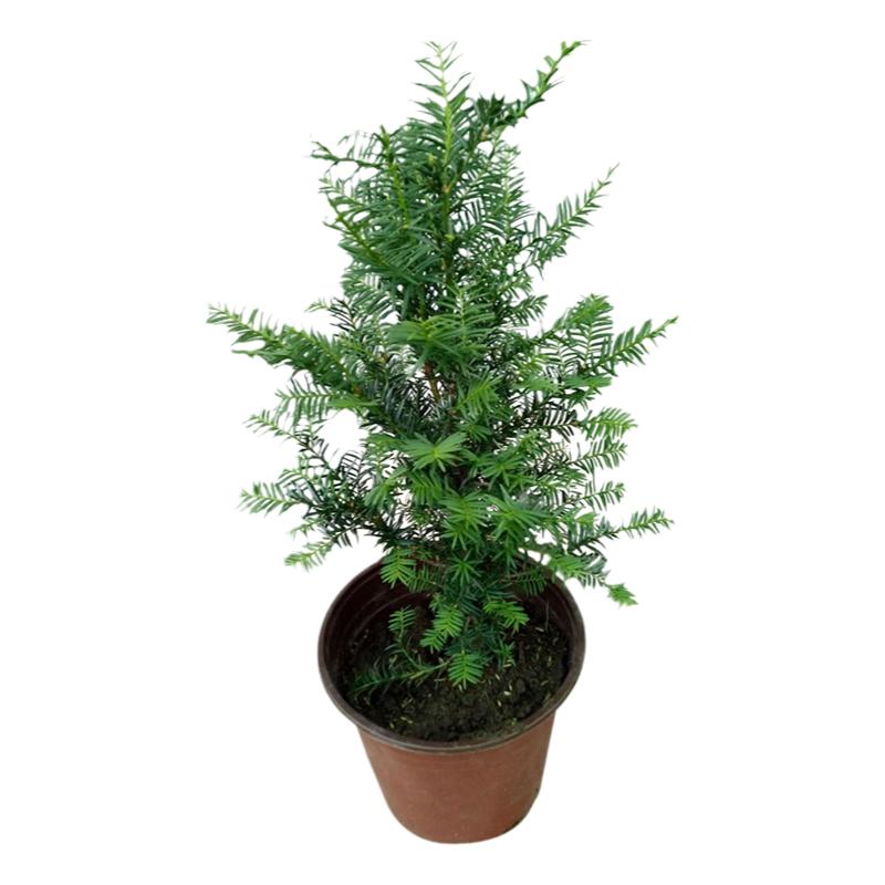 正宗东北耐寒红豆杉树苗苗木植物