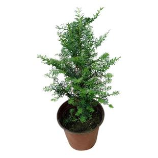 正宗耐寒红豆杉树苗木盆栽室内外好养四季常青植物南北方种植大树