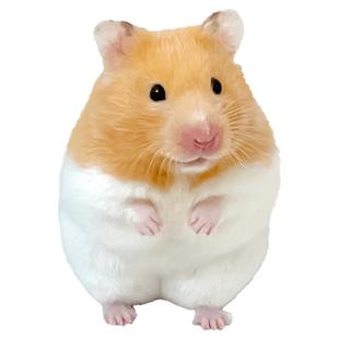 家养金丝熊小仓鼠活物可爱布丁三线银狐活宠鼠类宠物已打疫苗活体