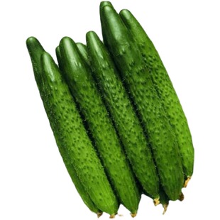 高产密刺黄瓜苗子苗盆栽秧苗春季青瓜早春四季蔬菜种籽子子秧