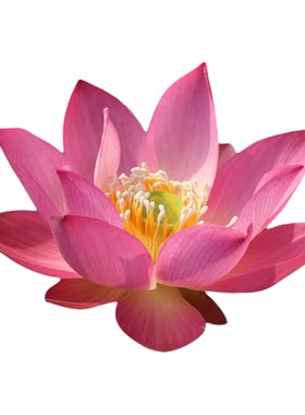 新品种《云兮》微莲苑姜永慧