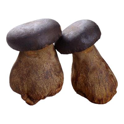 顺丰冷链包邮牛肝菌食用新鲜