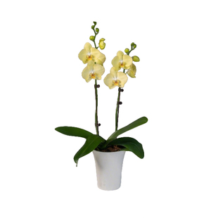 【所有女生的衣橱直播间】年宵花卉蝴蝶兰室内北美冬青高级感盆栽