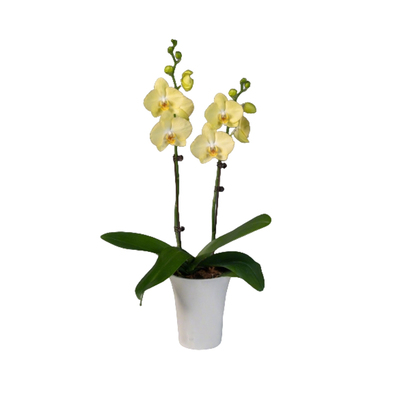 高级感花卉四季易活好养