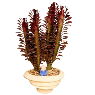 大号红龙骨花仙人掌盆栽室内客厅阳台易养护耐旱多肉植物紫龙骨