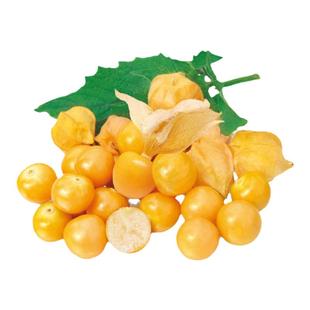 大黄姑娘果苗红姑娘果种子菇娘果东北灯笼果春季果四季蔬菜苗秧