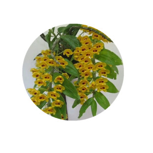 束花石斛 兰花附生兰吊兰 花盆栽绿植黄色花多洋兰花卉盆景 包邮