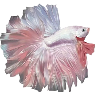 泰国斗鱼仙女款半月纯白超美母鱼网红宠物淡水小型热带好养观赏鱼