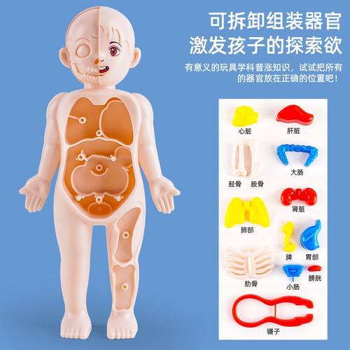 跨境亚马逊人体模型儿童玩具认知科教益智构造骨骼组装骨架器官