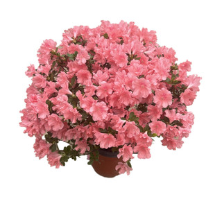 东洋杜鹃陶菊茹盆栽日本小叶杜鹃花苗盆景常绿树苗东耐寒花镜植物