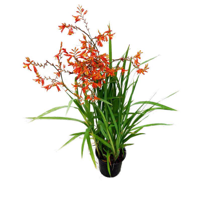 多年生宿根耐热花雄黄兰火焰兰火星花苗盆栽别墅花园庭院花境植物