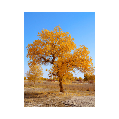 原创风景自粘贴画 胡杨 芦苇 墙贴画 海报墙贴 Original Poster