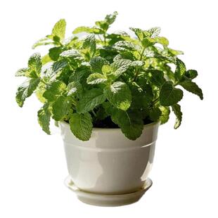 可食用薄荷种子驱蚊薄荷盆栽食品级留兰香柠檬猫薄荷四季阳台室内