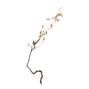 新中式龙枣树干天然弯曲干花艺术造景民宿客厅插花高级感装饰摆件