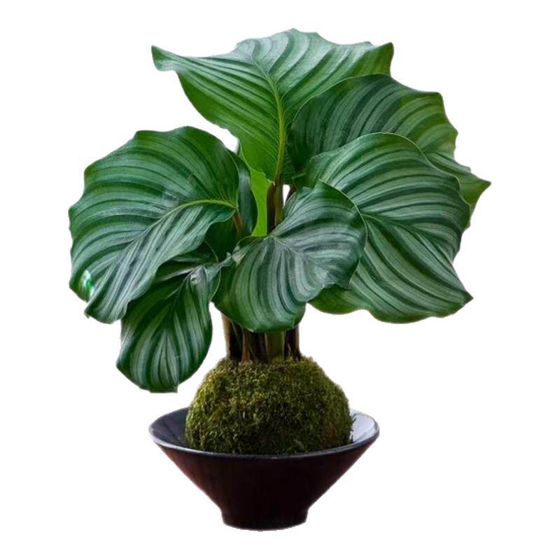 青苹果苔藓球/竹芋盆栽水培四季