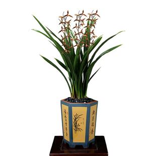 翁源兰花苗老种金边墨兰山川带花浓香好养室内除甲醛绿植花卉盆栽