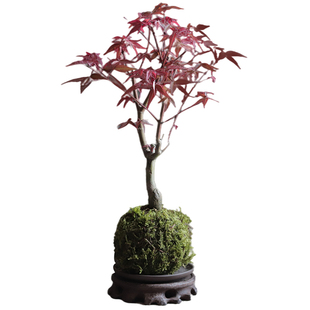 红枫盆景植物室内好养日本红舞姬树苗枫叶绿植四季枫树小盆栽花卉