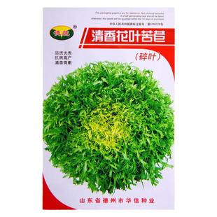 【苦苣种子苦菊种子苦苣碎叶俗称牛奶菜盆栽蔬菜种子沙拉黄心细叶