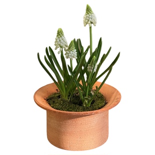 亲爱的绿植进口白色葡萄风信子盆栽室内客厅桌面好养开花植物