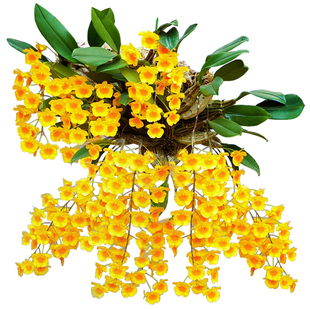 龟背石斛室内客厅寄生盆栽兰花铁皮石斛苗花卉观赏吊兰水培绿植物