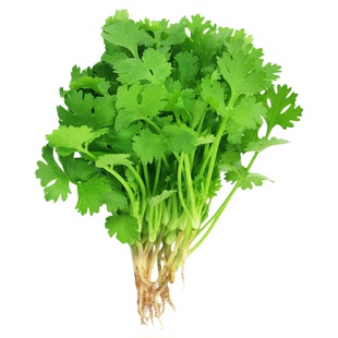骄阳耐热香菜种子苗四季盆栽蔬菜种籽孑菜籽菜种老品种小香菜籽种