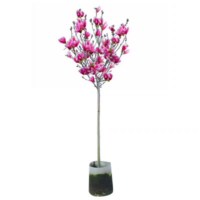 红黄白紫玉兰树苗花苗绿化苗木