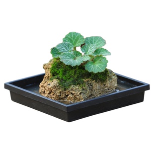 附石狼尾蕨菖蒲山石室内桌面盆栽苔藓微景观水培植物吸水石绿植