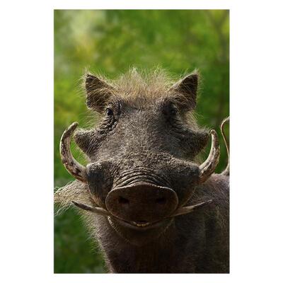 狮子王迪士尼卡通电影海报装饰画