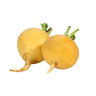 黄色樱桃萝卜种子种籽黄色水果型高产阳台四季盆栽菜种孑蔬菜籽子