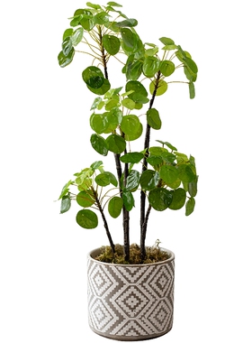掬涵镜面草仿真植物书房禅意多肉