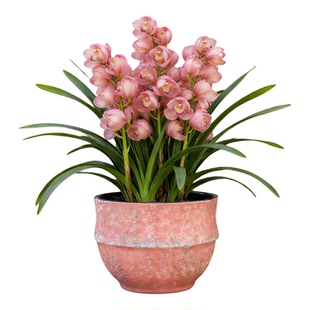 大口径花盆陶瓷家用特大号大花蕙兰盆景专用种树盆三角梅盆栽花盆