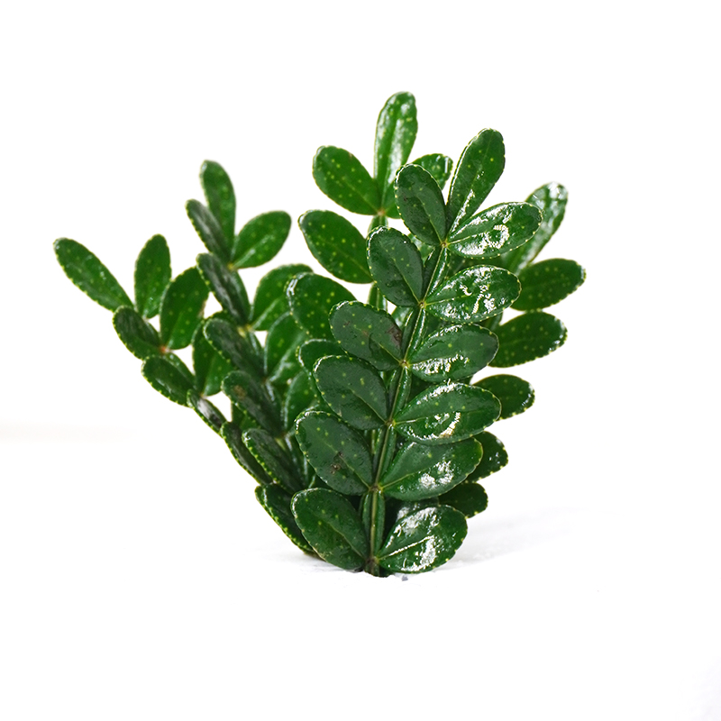 清香木新鲜西餐摆盘点缀花草提拉米苏蛋糕甜品饮品装饰叶子青香木