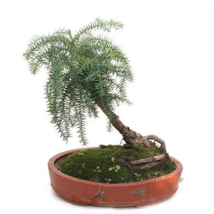 办公桌面植物澳洲杉盆栽南洋杉高档景美观耐冻绿植不老松树桩包邮