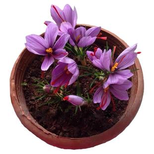 带芽药用藏红花种球种子籽番红花花卉西红花苗植物球根球茎中草材