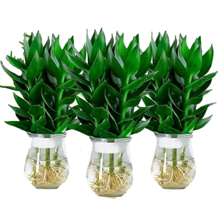 观音竹富贵转运竹水培带根花卉招财绿植物绿萝箩办公室内盆栽好养