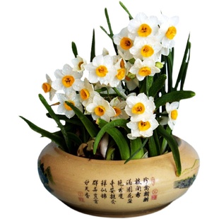 漳州水仙花种球一级水仙头水培秋冬室内花卉绿植盆栽水养植物种子