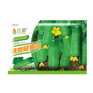 满地爬黄瓜种子春秋四季水果黄瓜种籽旱青瓜阳台盆栽蔬菜种孑大全