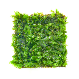 莫斯水草树鱼缸造景水草植物大三角垂泪莫斯球珊瑚慕斯片阴性真草