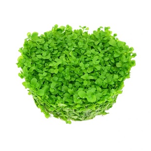 前景爬地矮珍珠趴地迷你鱼缸造景活体真水草懒人速成阴性淡水植物