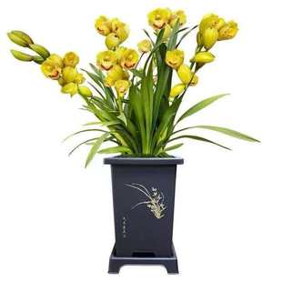 【大花惠兰】经典粉色大花蕙兰南方北方耐寒室内装饰盆栽花卉