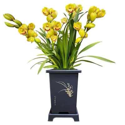 【大花惠兰】经典粉色大花蕙兰南方北方耐寒室内装饰盆栽花卉