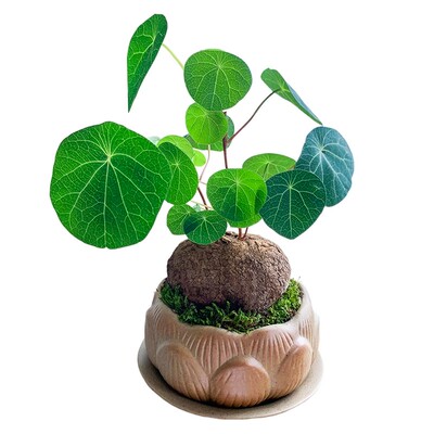 山乌龟金不换植物盆栽红藤圆叶