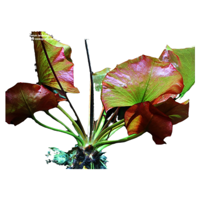 红荷根睡莲科懒人水草缸南美造景