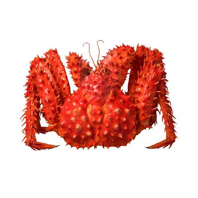 智利超大智口熟冻海鲜蟹腿帝王蟹