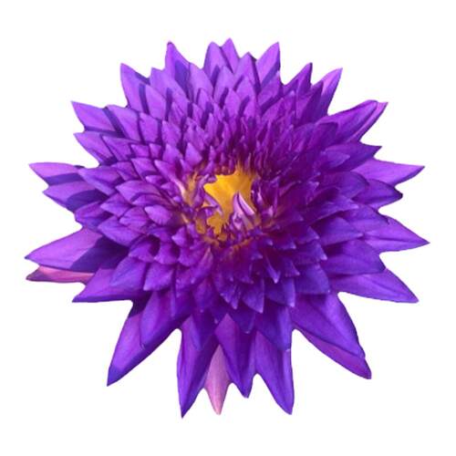 进口精品耐寒睡莲带花苞发货池塘睡莲花水池水培植物四季睡莲花苗
