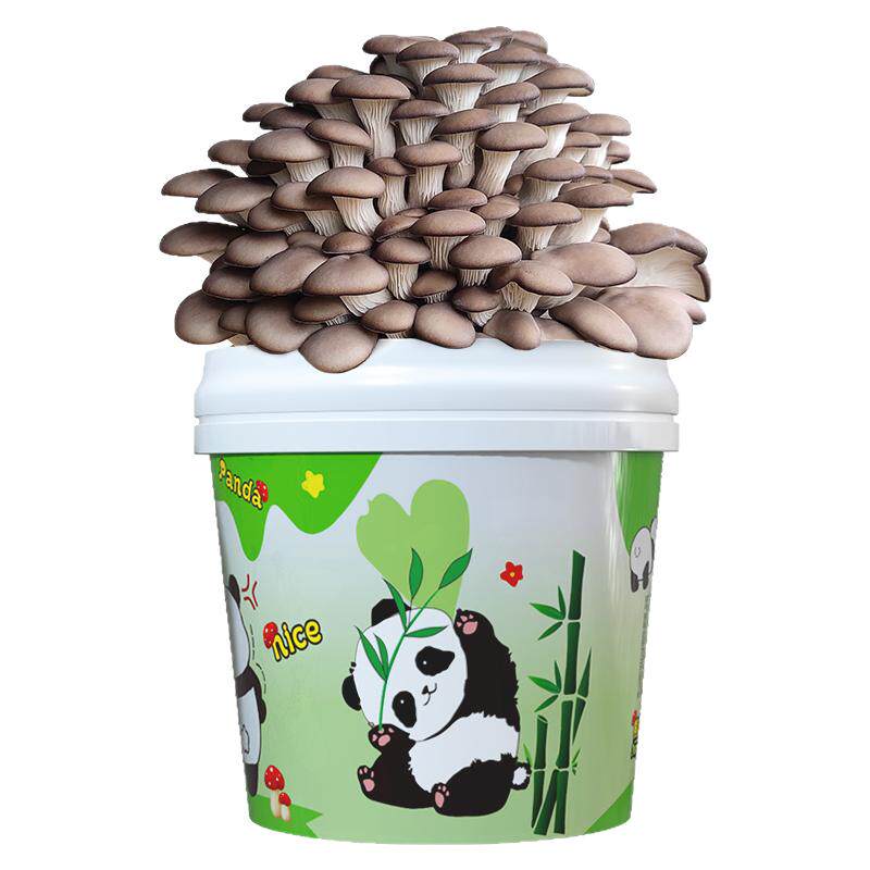 蘑菇种植桶装盆栽食用菌阳台菌包棒平菇趣味养小多肉栽培DIY熊猫